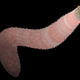 Illustration for article titled Ancient Worms May Have Saved Life on Earth 530 Million Years Ago